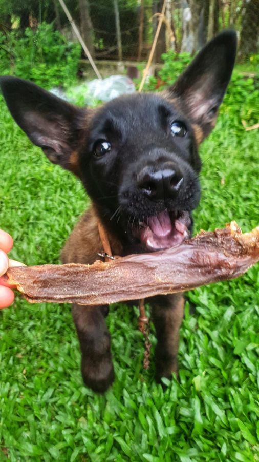 Como Integrar Petiscos Naturais na Dieta do Pet de Forma Equilibrada